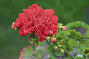 Rhineland Palatinate Nature Prints: Geranium (Pelargonium), flower