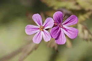 Prints of Geranium robertianum, Ruprechtskraut, Stinkender Storchschnabel, Stinstorchschnabel - Geranium robertianum, known as Robert Geranium, Herb-Robert, Red Robin, Storksbill, Dove's Foot, Stinking Bob Robins Prints: Geranium robertianum Print - Ruprechtskraut