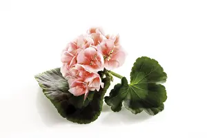 Deserted Rose Blossom Prints: Geranium, rose