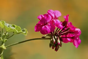 Pink Flower Prints: Geranium or Storksbill (Pelargonium)