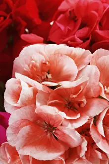 Studio Environment Photos Prints: Geraniums (Geraniaceae)