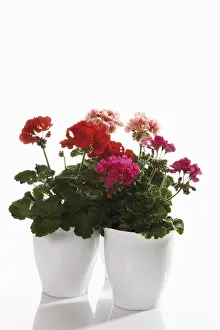 Red Geraniums Prints: Geraniums in porcelaine cachepots