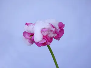 Pelargonium Flowers Prints: Geraniums with snow
