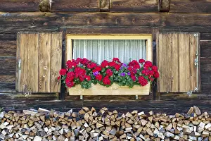 Austrian Botany Photos Prints: Geraniums in front of window of mountain hut