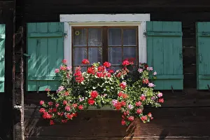 Pelargonium Blossom Europe Prints: Geraniums in the window of a timber house