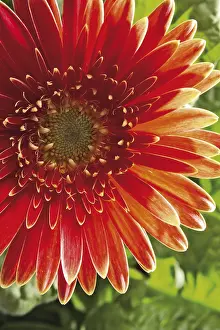 Studio Botany Photos Prints: Gerbera