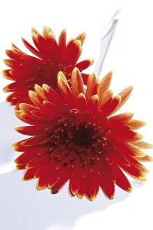 Indoor Plant Care Prints: Gerbera