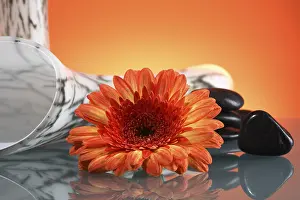 Orange Blossom Prints: Gerbera