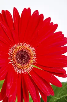 Open Air Blossoms Prints: Gerbera