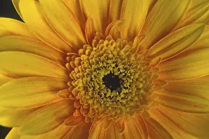Gerbera Flower Detail Prints: Gerbera, flower detail