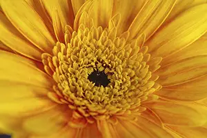 Flowering Plant Details Prints: Gerbera, flower detail