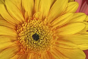 Gerbera Flower Detail Prints: Gerbera, flower detail