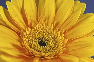 Gerbera Flower Detail Prints: Gerbera, flower detail