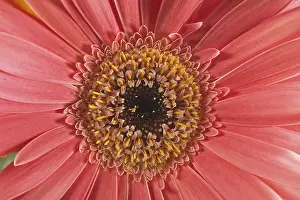 Gerbera Flower Detail Prints: Gerbera, flower detail