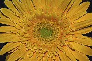 Flowering Plant Details Prints: Gerbera, flower detail