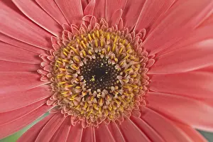 Gerbera Flower Detail Prints: Gerbera, flower detail