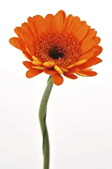 Studio Botany Shots Prints: Gerbera mini