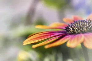 Prints of Gerbera orange red pink, macro, flower, background blurred, Dortmund, North Rhine-Westphalia, Germany Dortmund Prints: Gerbera Orange Red Pink Print, Dortmund, Germany