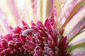 Red Gerbera Blossom Prints: Gerbera with waterdrops