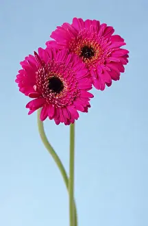 Indoor Plant Photos Prints: Gerberas (Asteraceae)