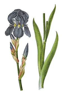 German Iris Prints: German iris (Iris -- germanica)