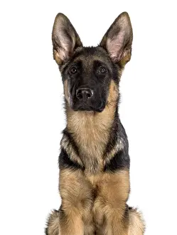 German Shepherd Prints: German Shepherd looking at camera against white background