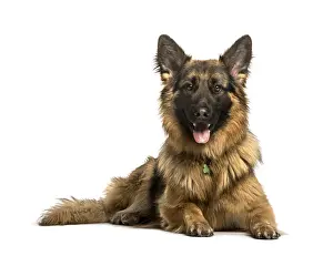 German Shepherd Prints: German Shepherd lying against white background