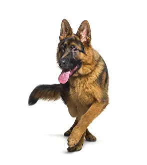 Purebred German Shepherd Prints: German shepherd panting and walking towards the camera