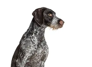 Dog Breed Portrait Prints: German shorthaired pointer dog leering at the camera