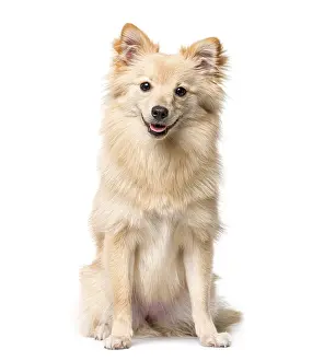 Domestic Animal Photo Prints: German Spitz sitting in front of a white background
