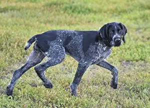 Deserted Landscape Wildlife Photos Prints: German wirehaired pointer or Drahthaar (Deutsch Drahthaar)