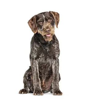 Pedigree Dog Portrait Photography Prints: German Wirehaired Pointer also know as Drahthaar sitting against white background
