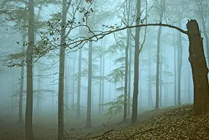 European Forest Landscapes Prints: Germany, Greiz, Greiz-Werdauer-Wald
