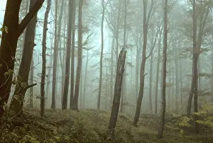 Autumnal Atmosphere Prints: Germany, Greiz, Greiz-Werdauer-Wald
