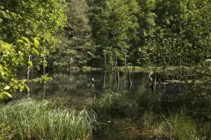 Thuringia Landscape Prints: Germany, Greiz, Struth, Thuringia