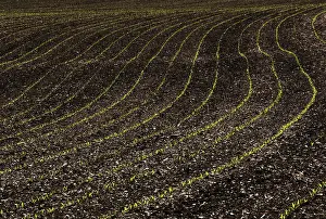 Maize Field Prints: Germinating maize plants in rows