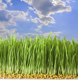 Balanced Diet Groceries Prints: Germs of young wheat in herb