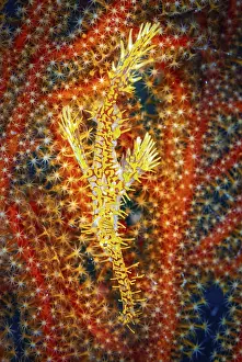 Prints of Ghost pipe fish and example of camouflage Pipefish Prints: 'Ghost Pipe Fish Print - Master of Disguise'