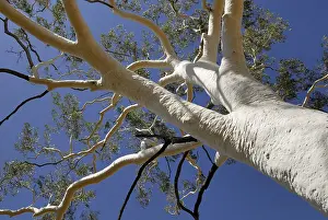 Australian Flora And Fauna Prints: Top of a Ghost Tree (Eucalyptus)