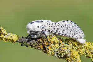 Prints of Giant leopard moth (Hypercompe scribonia) perched on a branch covered in lichen, moth, bear moth, Altmuhltal, Franconian Lake District, Middle Franconia, Franconia, Bavaria Leopard Moth Prints: Giant Leopard Moth Perched on Lichen Covered Branch Print