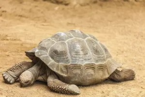 Prints of Giant reed toad Tortoise Prints: Giant Reed Toad Print - Rhacophorus lateralis
