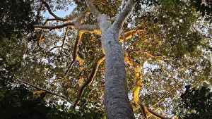 Tropical Jungle Scenery Prints: Giant tree in the rainforest in the evening light