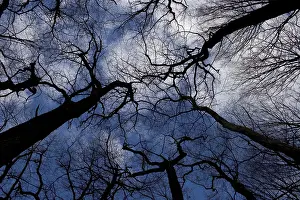 Deserted Woodland Scenes Prints: Giant trees