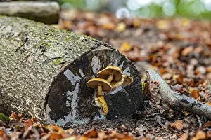 Images Dated 24th October 2024: Gift of a Bonnet Print on Tree Stump