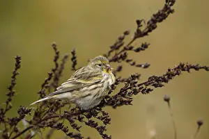 Passerine Bird Photography Tips Prints: Gilitz, Serinus serinus, sitting on branch