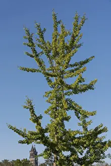 Central European Historic District Prints: Ginkgo tree in front of a cloudless sky