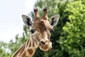 Endangered Species Africa Prints: Giraffe