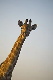 National Park Animals Africa Prints: Giraffe (Giraffa camelopardalis)