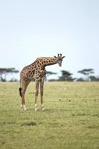 Deserted Savanna Landscape Prints: Giraffe (Giraffa camelopardalis)