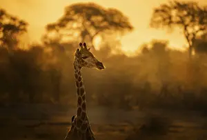 Prints of Giraffe (Giraffa camelopardalis), in the evening light, Wildlife, Kalahari, Botswana Giraffa Prints: Evening Giraffe Print, Kalahari Wildlife, Botswana